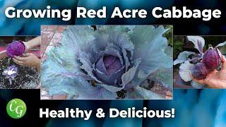 How To Grow Red Cabbages - Red Acre Cabbage Growing Guide