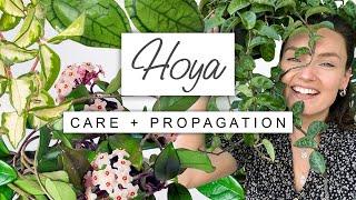 Tips and Tricks For Hoyas  Wax Plant Care + PROPAGATION