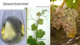 Grape Variety #6: Gewürztraminer