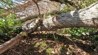 Helene damage hike to Uncle Nick's monument, Shady Valley, TN 10/19/24