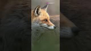 Top 3 Rarest Foxes in the World! You DinKnow!  #wildfacts #animals  #wildwonders