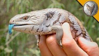 Blue Tongue Skink!