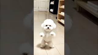 dancing doggo #smartphone #tech #trading #music
