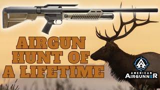 Bull Elk vs .50 Umarex Hammer | American Airgunner