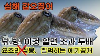 심해갑오징어  입질 모른다 그럼 필독, 삼봉보다 잘먹히는 에기는!