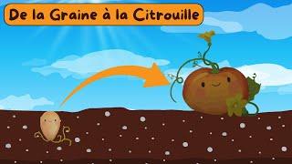 De la Graine à la Citrouille - Documentaire pour enfants - Sciences ludiques - Fiches GRATUITES 