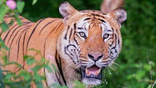 Face to Face: Dominant Tiger on Safari in Bandipur