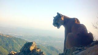 California Gold! A Mountain Lion Sitting Pretty Above The City