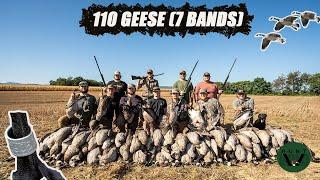 VIRGINIA EARLY SEASON GOOSE HUNT 110 GEESE (7 BANDS!!)