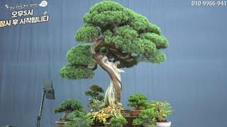 9월 9일(月) 120회차 Live 방송 【스마일분재경매(韓国の盆栽/Korean Bonsai)】