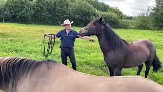 Hearts & Horses Horsehack - How to help a nervous and tense horse be comfortable with your equipment