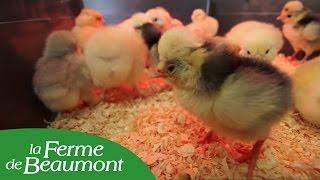 Éclosion des oeufs en couveuse et mise des poussins en éleveuse - Conseils de la Ferme de Beaumont