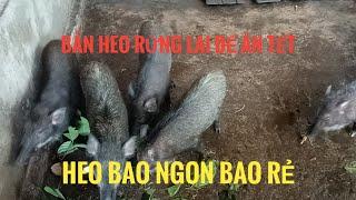 Heo rừng lai thịt tết giá rẻ bèo như cho