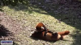 Detroit Zoo | Red Panda Wrestling Match