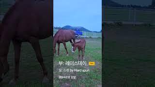 석달만에 하얗게 변했어요 "스핀자마" #김호경마 #김호조교 #김호신마