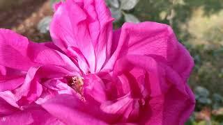 Big Huge Pink Rose [ FarmHand Bans]