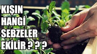 kışın bitki nasıl yetiştirilir | Kış Aylarında Hangi Sebzeler Ekilir ?