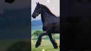 Beautiful Black Horse edit #shorts #capcut #universal #warnerbros #viral