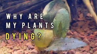 3 Reasons your Plants are Dying - PLUS Discount Code!