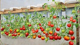 Growing tomatoes in plastic containers gives 3 times more yield, if you do it this way