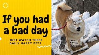 If you had a bad day, just watch these daily happy pets | Day 107