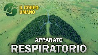 Apparato Respiratorio - Il Corpo Umano