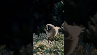 Tiny Winter Warriors  Golden-Crowned Kinglets