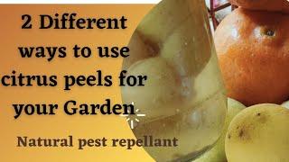 2 different ways to use citrus peels for your Garden #shorts