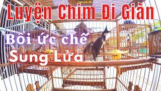 Video Luyện Chào Mào Đấu Giàn | chao mao | Kích Cho Chào Mào Lên Lửa, Chào Mào Hót Đấu Kích Bổi Sung