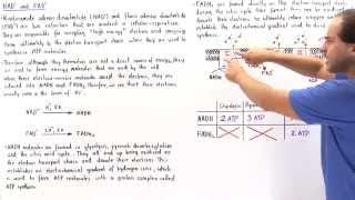 NAD+ and FAD+ Cofactors