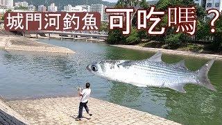 城門河捉嘅魚 , 仲好食過在街市買 ?