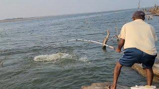 Unbelievable Very Big Size Rohu fishes Hunting&Catching by Professional Fisherman|Incredble fishing