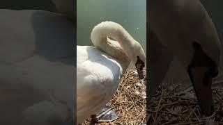  #หงส์ขาว #muteswan #shorts #บ้านสวนฟาร์มbybb #หงส์ #swan #สตูอี๊ #วีน่า #animals #birds