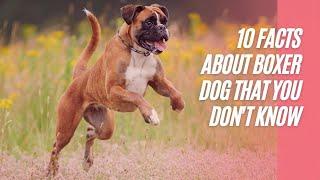 10 Facts About Boxer Dog That You Don't Know