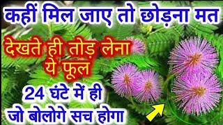 Effective tricks related to Mimosa/Lajwanti// Shy Plant |Touch me not Plant