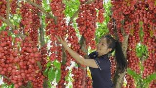 Harvesting Rare Burmese Grape & Catch Big Catfish - Joy of Harvest | Thanh Farm