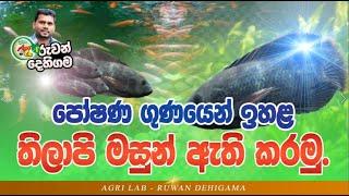 Tilapia Fish Farming /තිලාපිය මසුන් වගාව -Agriculture Sinhala Ruwan Dehigama