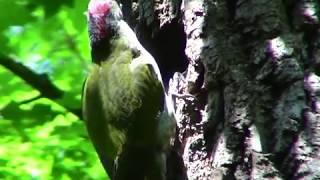 Nichtsperlingsvögel - Grünspecht (Picus viridis)  Lachend schallende Rufreihe. Video von KLAUS TAUX