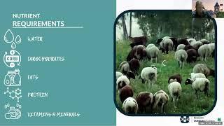 Proper Feeding of Ewes & Does During Pregnancy Webinar