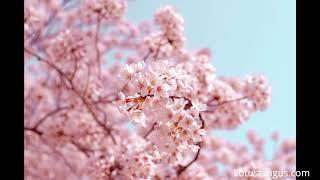 Cherry Blossom Symbolism - Meaning(About Life, Love, etc)