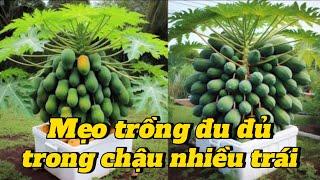 EP 189 : Cách trồng đu đủ siêu lùn trong chậu tại nhà tuyệt đẹp / Papaya techniques .