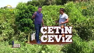 Ceviz Fidanlarında Görülen Temel Problemler - Çetin Ceviz / Çiftçi TV