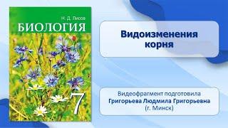 Тема 24. Видоизменения корня