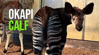 Meet Kayemba, The Rare Okapi Calf Born At Marwell Zoo