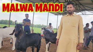 Dewas Bakra Mandi Documentary | Biggest Malwa Goat Market | Asfhaque Pehalwan Sahab Ke Saath Tour.