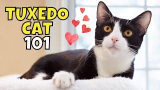 Tuxedo Cat 101: What to Know Before Adopting One