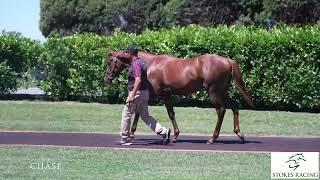 Phillip Stokes Racing - New Bay x Dusky Queen Colt