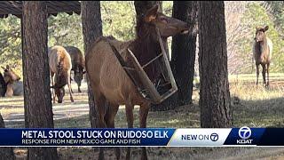 Ruidoso elk freed from metal stool caught on its neck