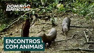 Expedição na Amazônia: acompanhe a busca de ariranhas e botos