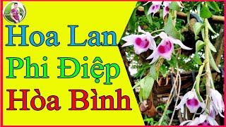 Hoa Lan phi điệp Hòa Bình|LAS TV